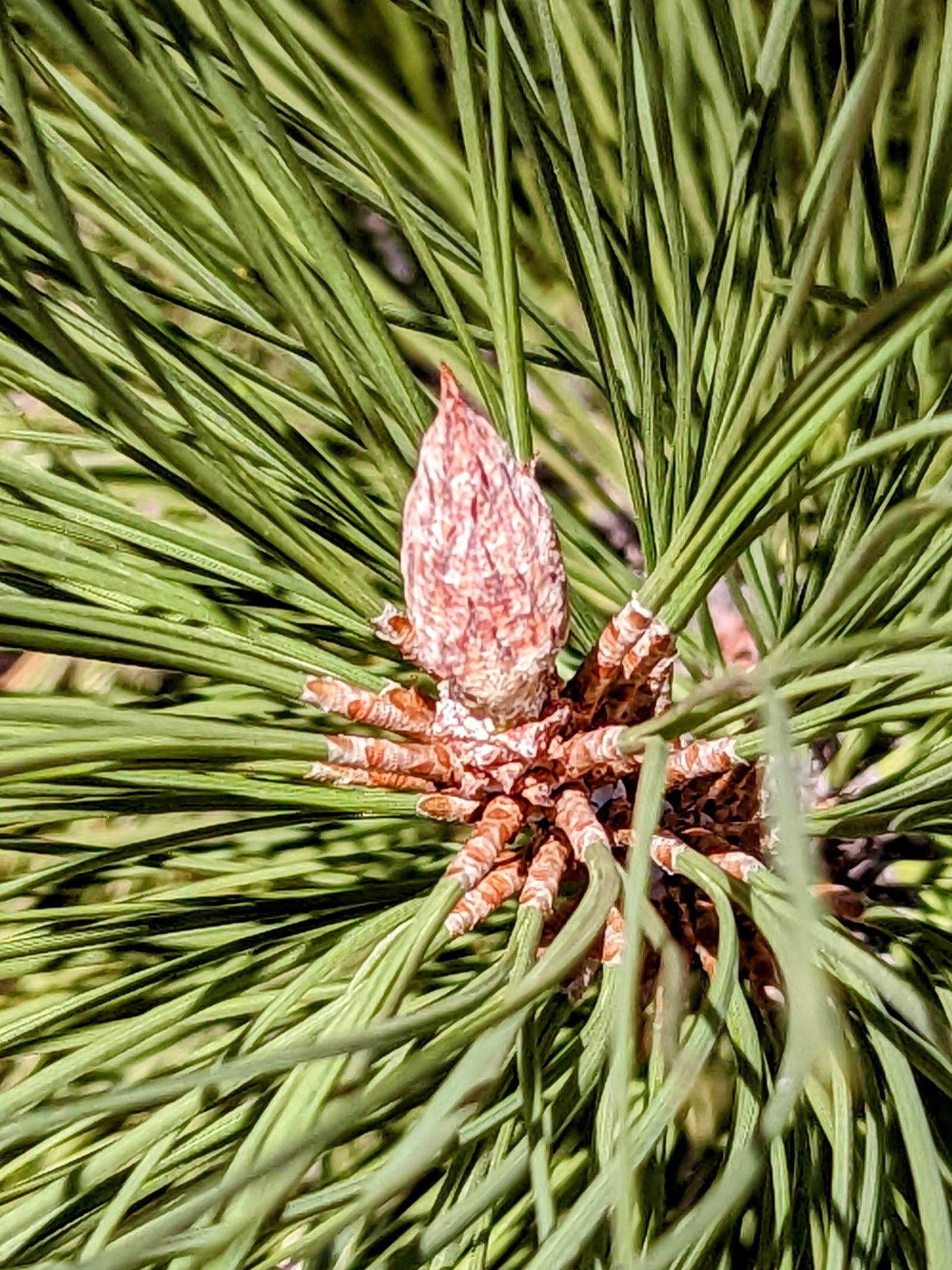 pxl_20221029_1732209232