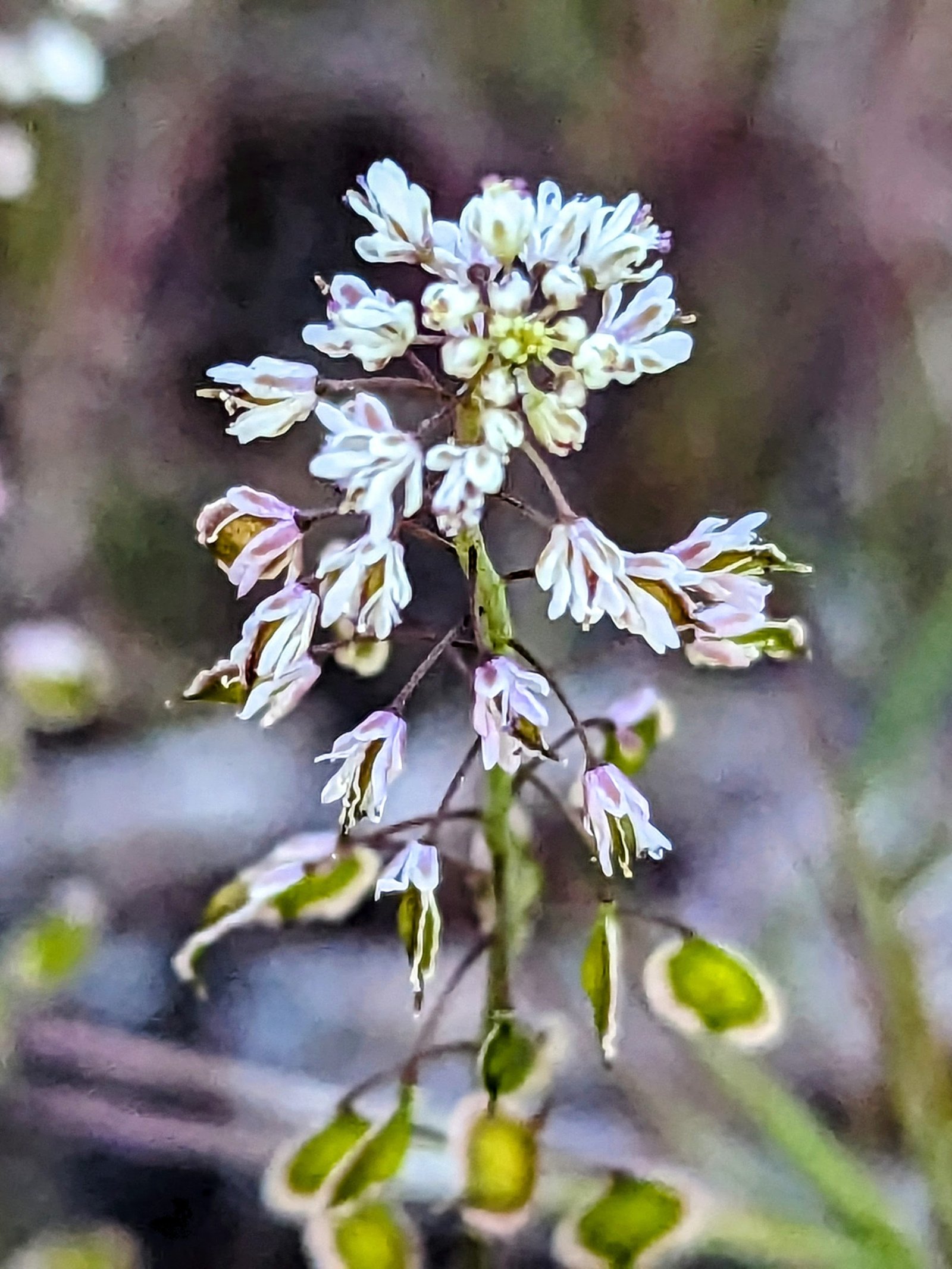 pxl_20230405_1351285192