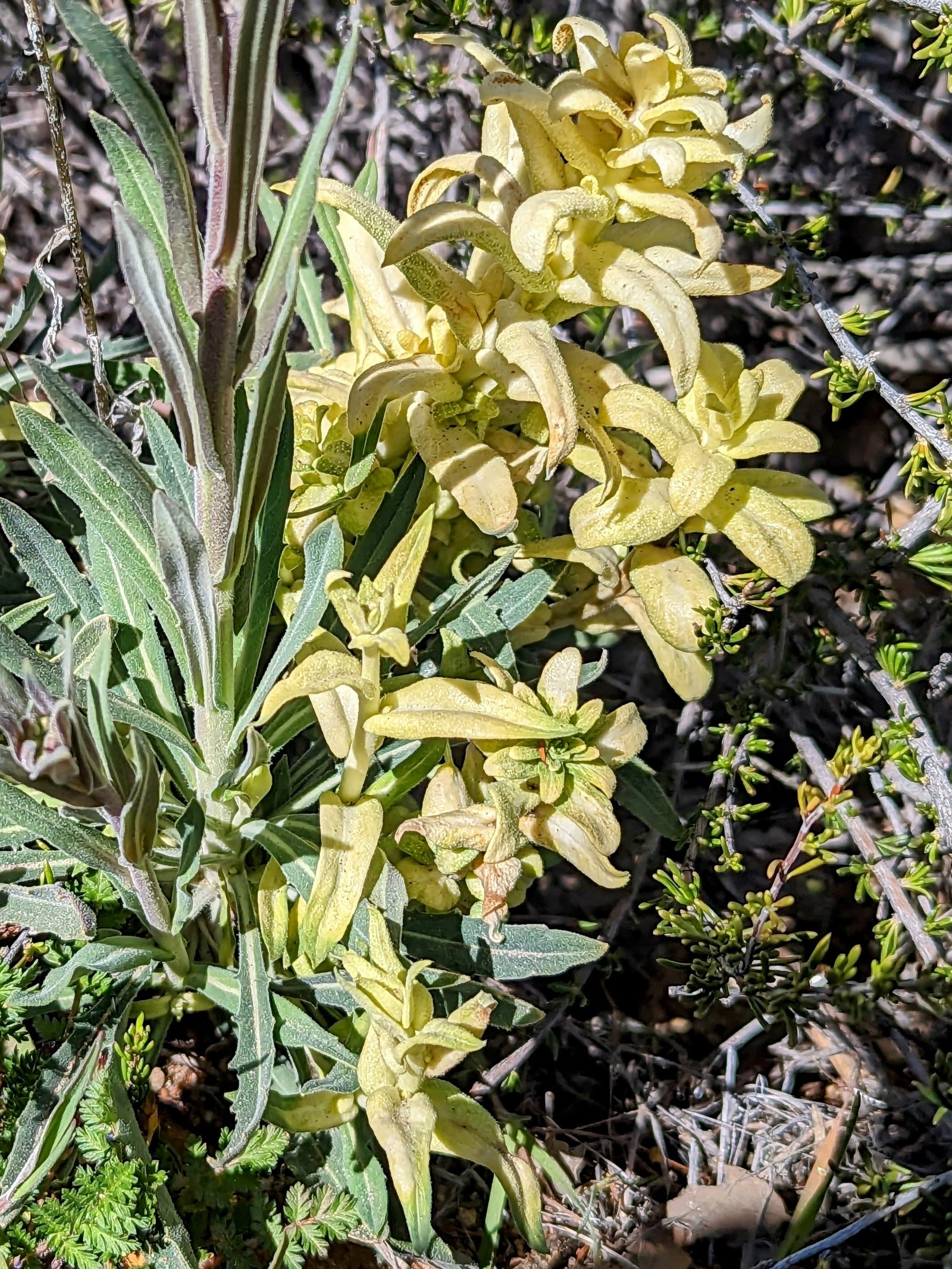 pxl_20230405_1835083432