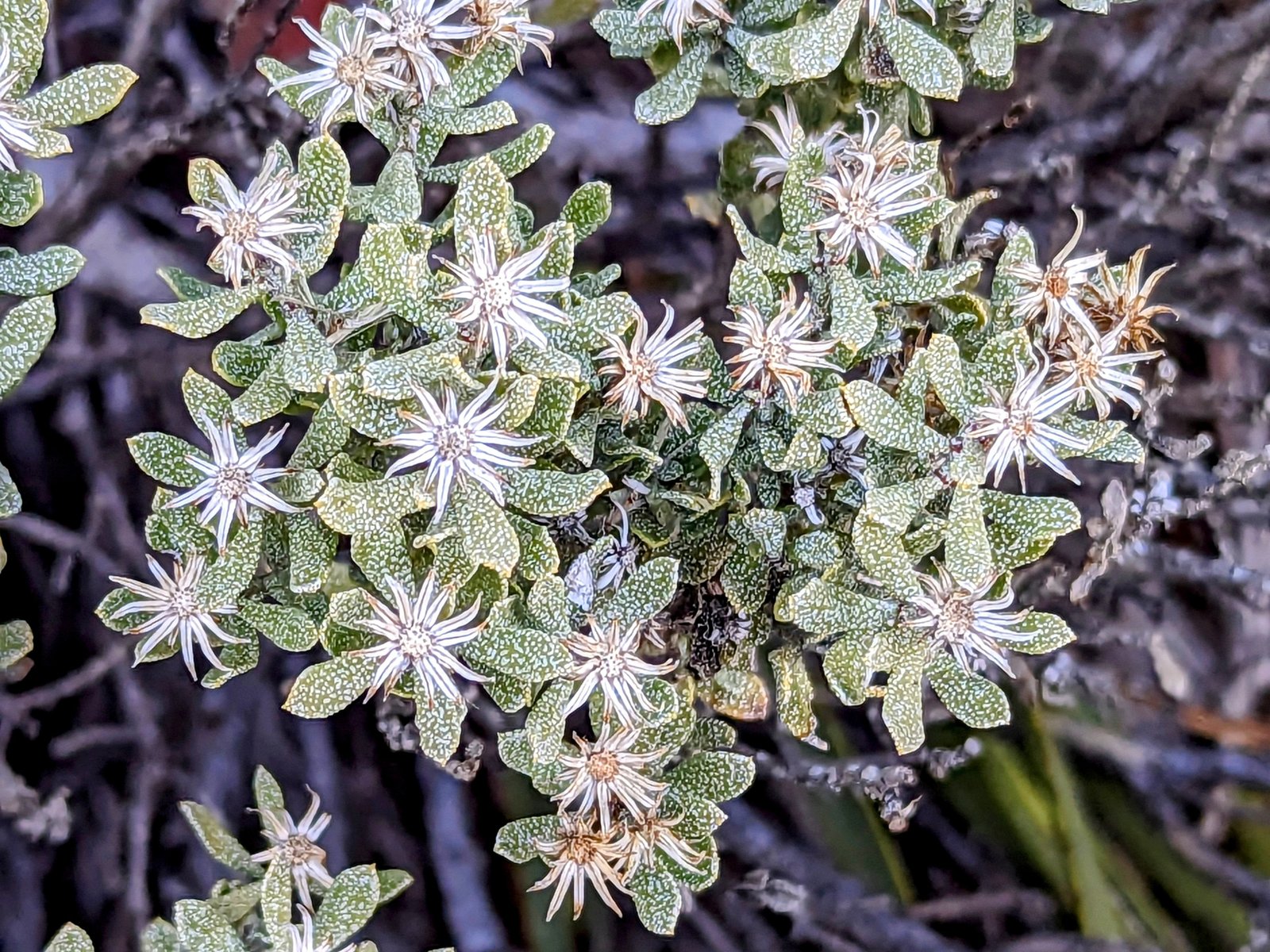 pxl_20230406_0018149332