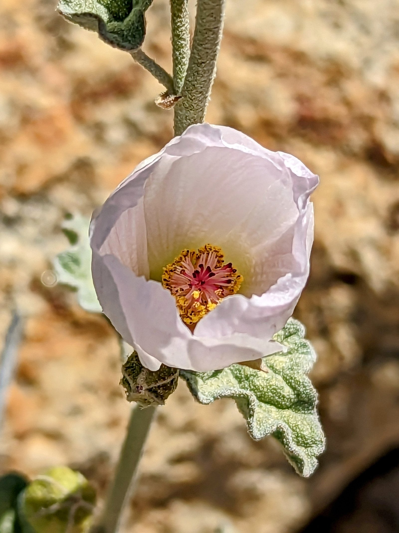 pxl_20230406_1655400402
