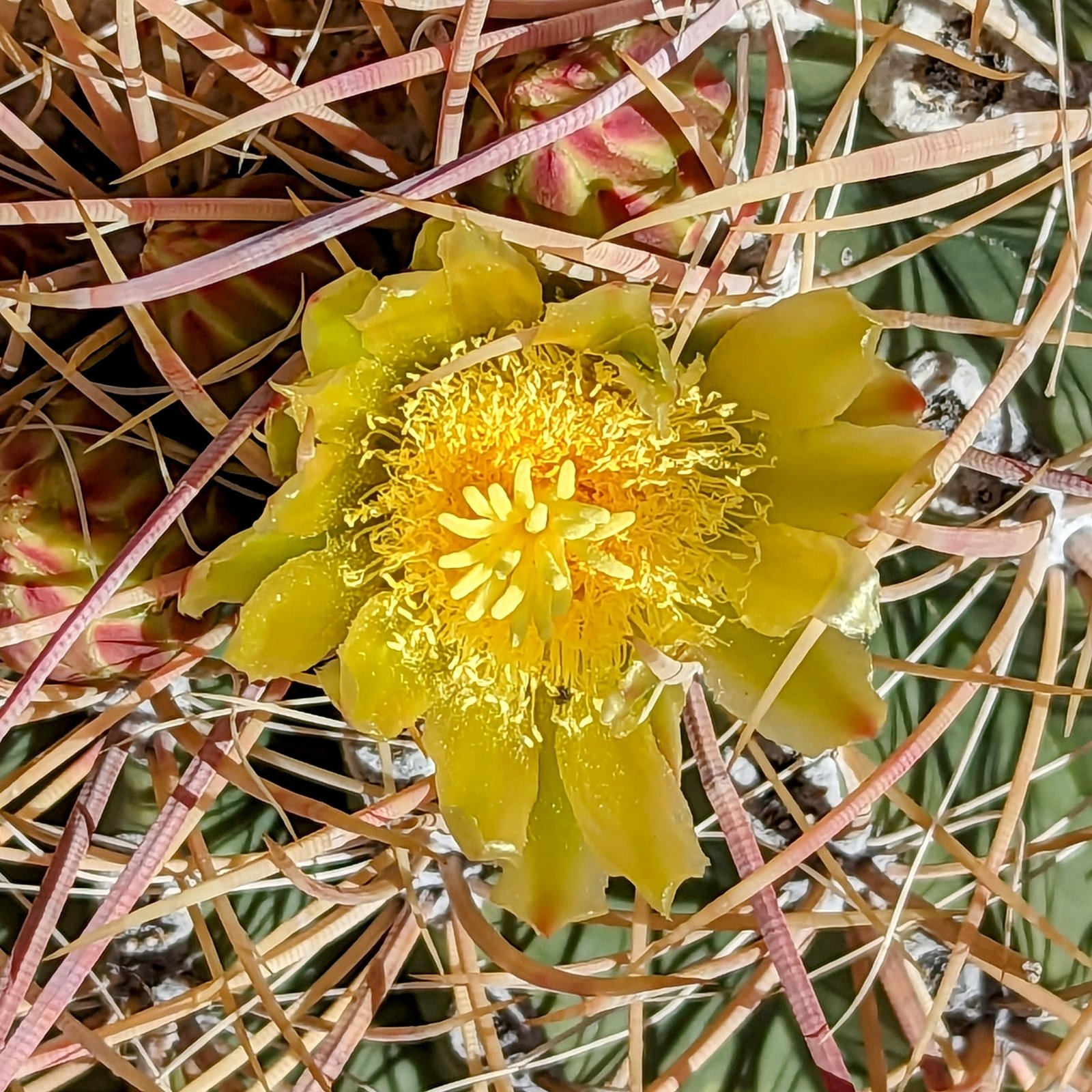 pxl_20230406_1708250492