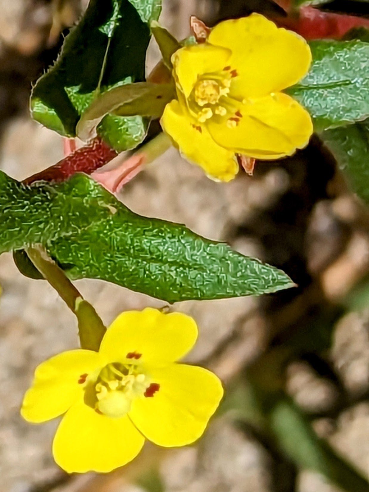 pxl_20230406_1744263792