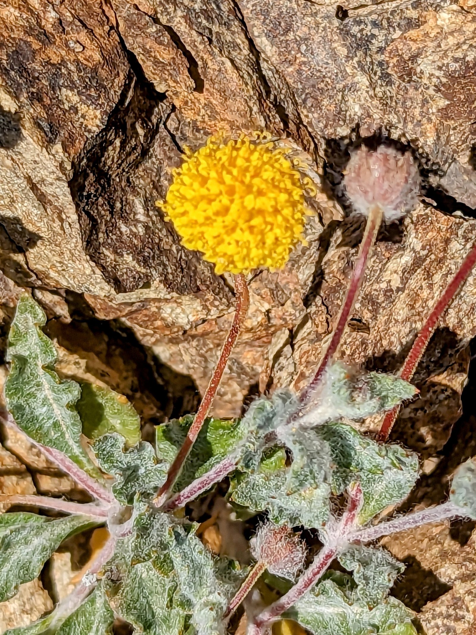 pxl_20230406_1900353642
