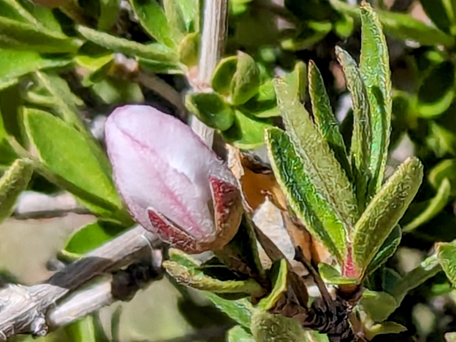 pxl_20240416_2001230442