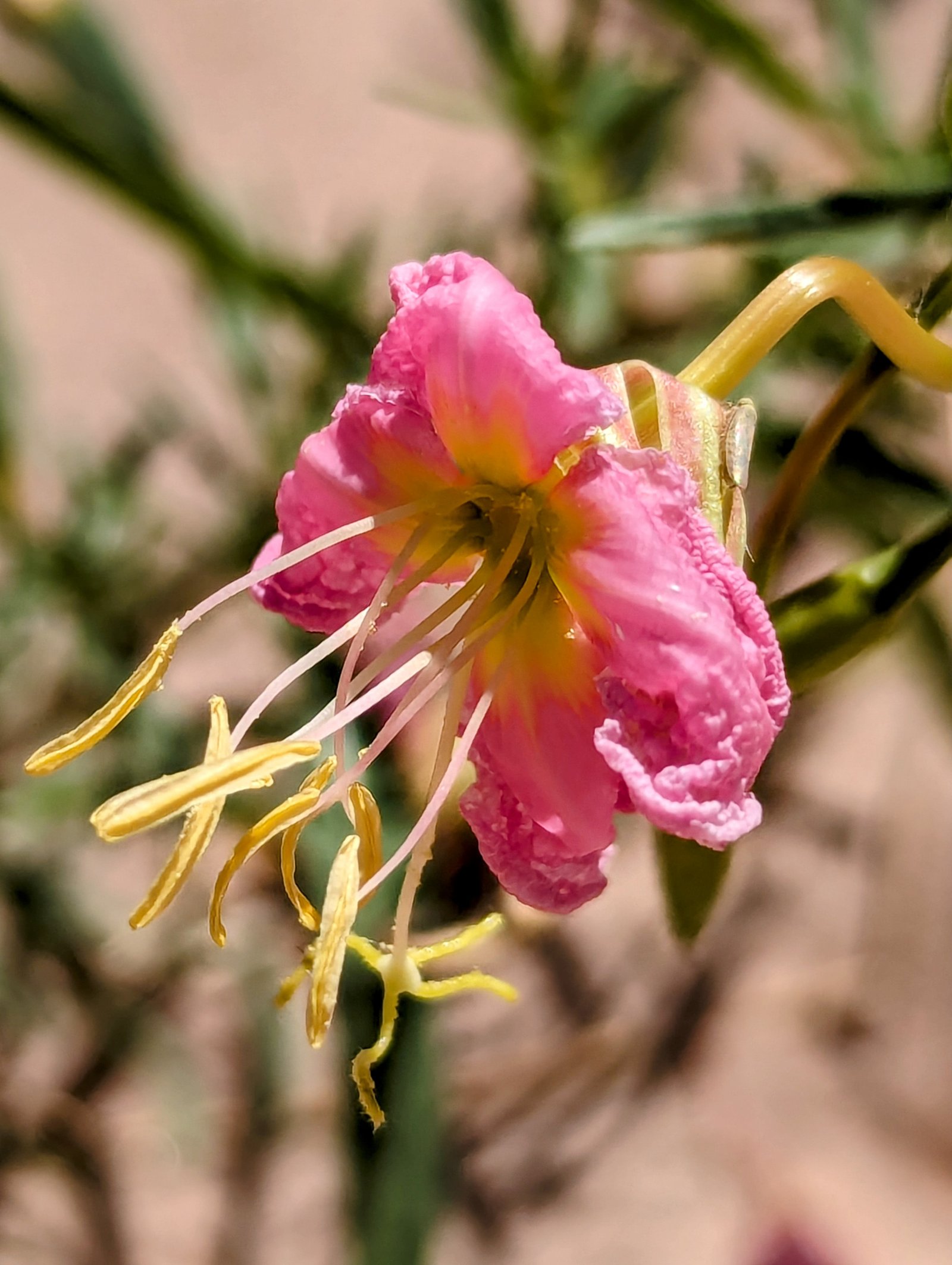 pxl_20240420_2114230702