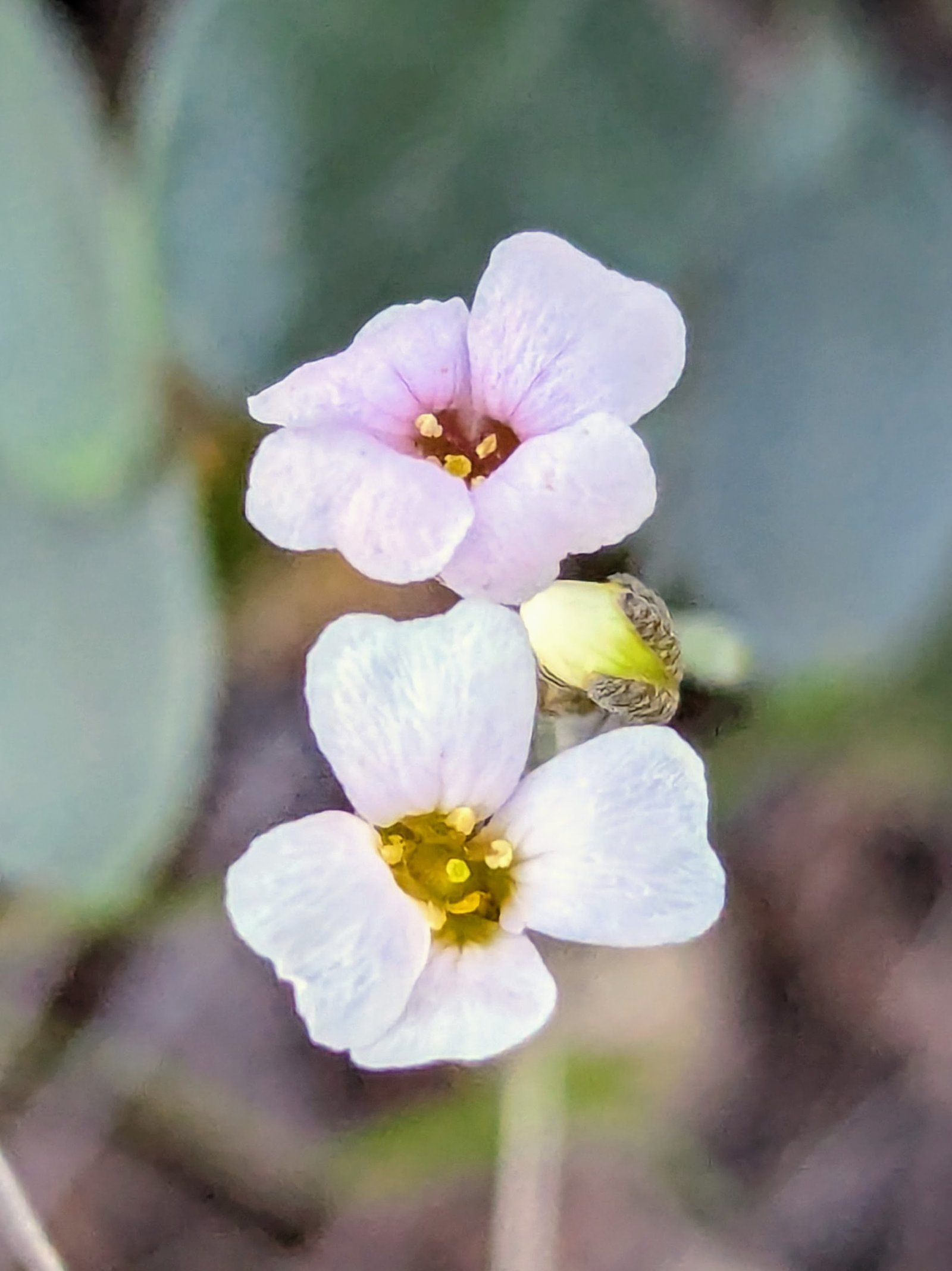 pxl_20240421_132749503